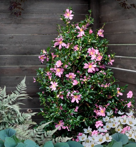 10g Slim N' Trim Fall Blooming Camellia