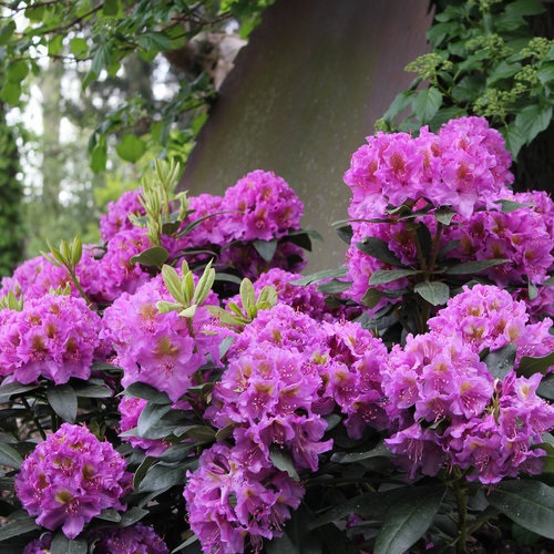3g Dandy Man Purple® Rhododendron