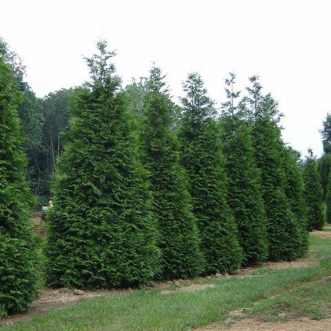 100g Green Giant Western Arborvitae