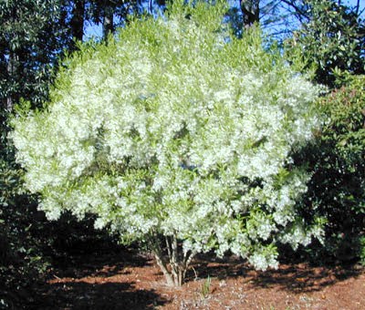 15g White Native Fringetree