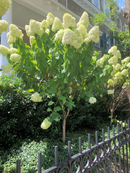 15g Limelight Hydrangea - Tree Form