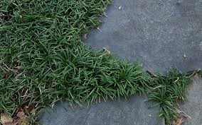 Flat of 18 Dwarf Mondo Grass