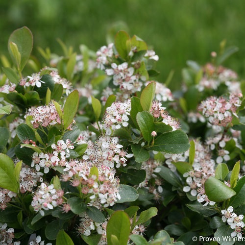 3g Low Scape Mound® Chokeberry