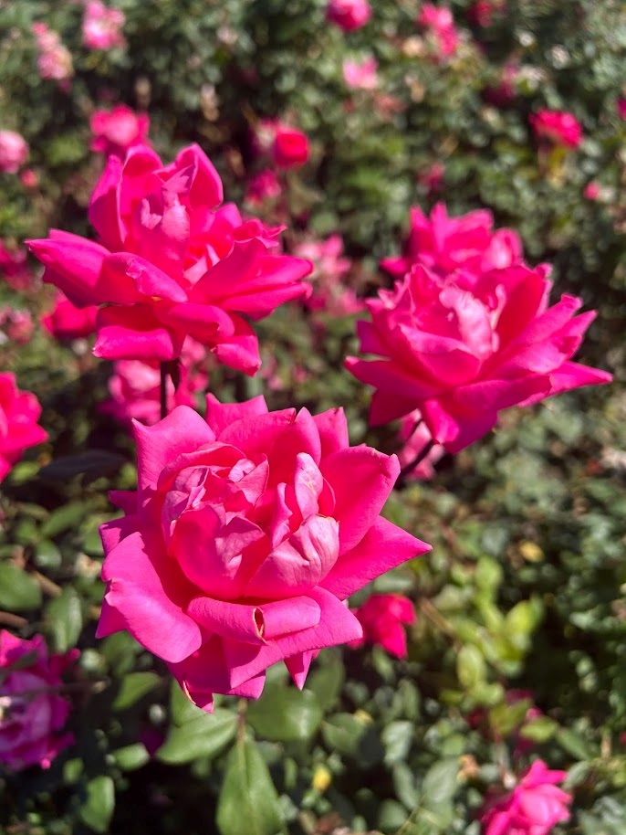 5g Double Pink Knock Out® Rose