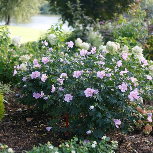 5g Pollypetite® Rose of Sharon