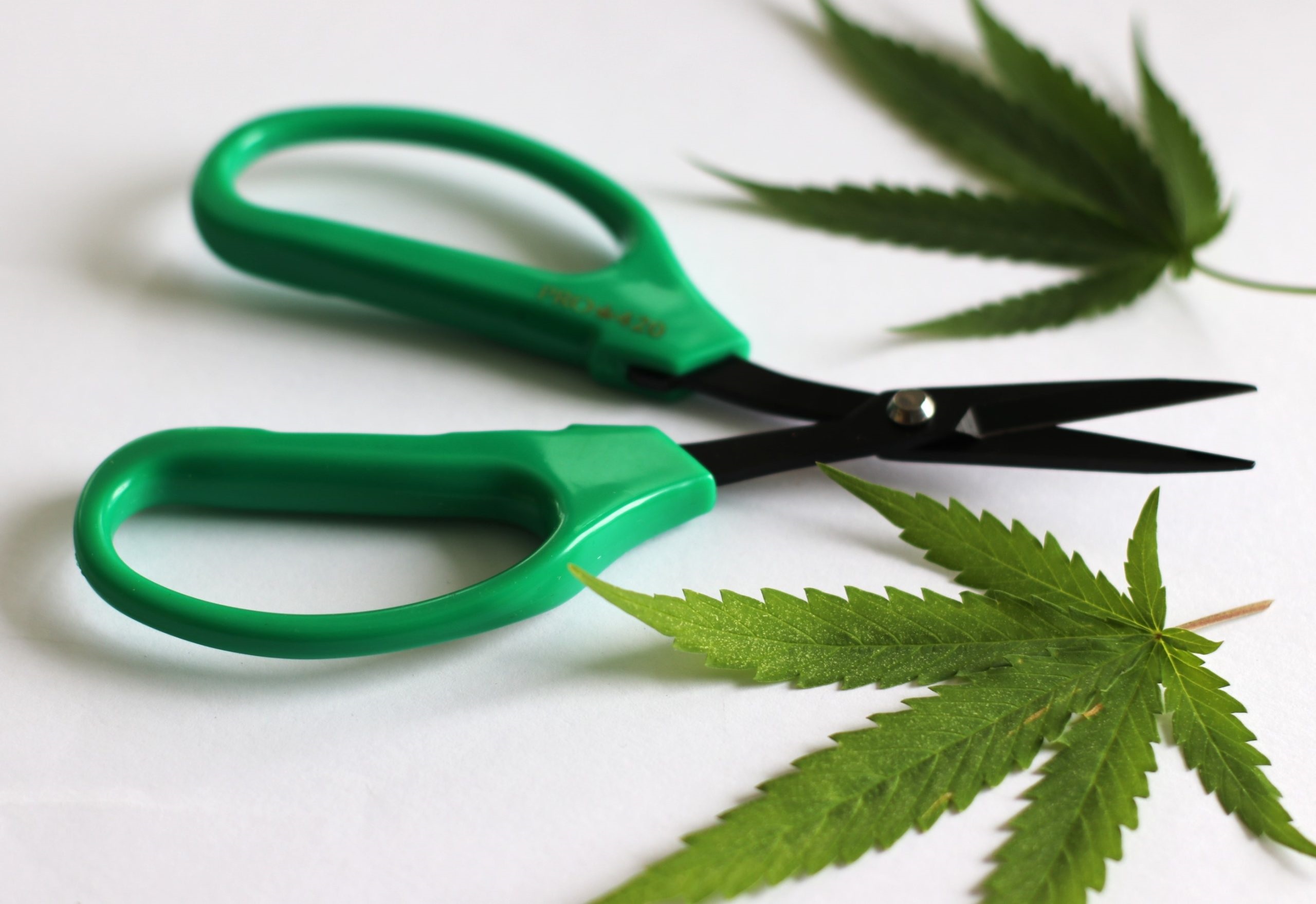 PRO 420 Scissors-2 Pack of Classic & Spring Loaded- Bud Trimming Scissors - PRO 420 Scissors