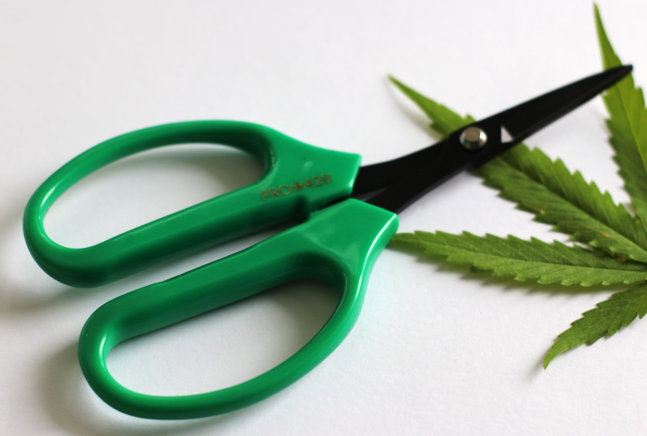 PRO 420 Classic Scissors-Professional grade scissors for trimming plants-Bud Trimming Bonsai Scissors - PRO 420 Scissors