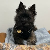Maple