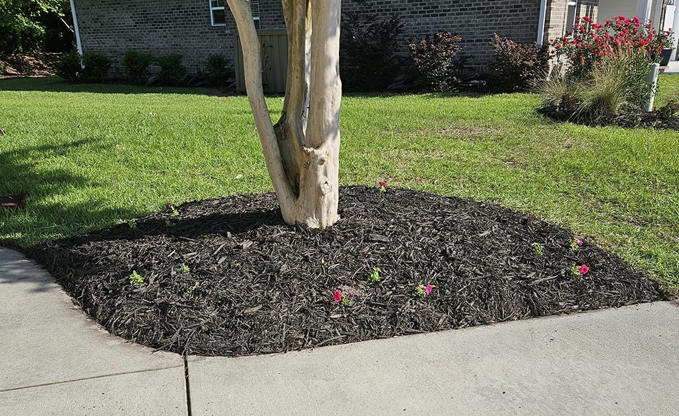 Bed and Concrete/Sidewalk Edging