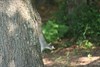 champ image 1705192