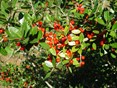 Yaupon Holly