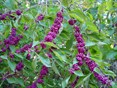 American Beautyberry fall