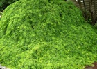 Maple - Japanese Waterfall Acer palmatum var. dissectum 'Waterfall'