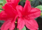 Azalea Sunglow Rhododendron 'Sunglow'