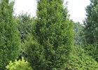European Hornbeam  'Fastigiata' Carpinus betulus 'Fastigiata'