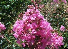 Crape Myrtle Sioux Lagerstroemia 'Sioux'