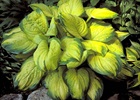 Hosta 'Stained Glass' Hosta x 'Stained Glass'