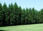 Cypress Leyland Cupressus × leylandii