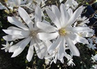 Magnolia stellata 'Royal Star' Magnolia 'Royal Star'
