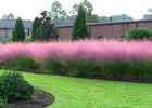 Muhly Grass Muhlenbergia capillaris (Pink Muhly Grass