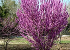 Chinese Redbud 'Kay's Early Hope' Cercis chinensis 'Kay's Early Hope'
