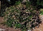 Abelia - Grandiflora Abelia x grandiflora