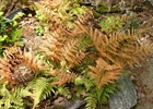 Fern, Autumn Dryopteris erythrosora