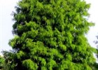 Cypress Bald Taxodium distichum