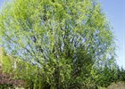 Willow Corkscrew Salix matsudana ‘Tortusa’