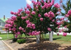 Crape Myrtle 'Pink Velour' Lagerstroemia indica 'Pink Velour'