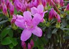 Azalea Pink Cloud Rhododendron 'Pink Cloud'