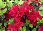 Azalea - Wolfpack Red Rhododendron 'Wolfpack Red'