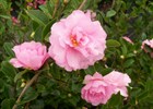 Camellia sasanqua 'Cotton Candy' Camellia sasanqua 'Cotton Candy'