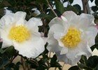 Camellia sasanqua 'Setsugekka' Camellia sasanqua 'Setsugekka'