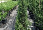 Cypress, Italian Cupressus sempervirens 'Glauca'