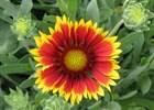 Gaillardia Goblin - Blanket Flower Gaillardia x grandiflora 'Goblin'