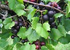 Grape Nesbitt Vitis rotundifolia 'Nesbitt'