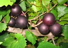 Grape Supreme Vitis rotundifolia 'Supreme'