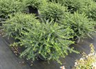 Holly Helleri Ilex crenata 'Helleri'