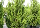 Juniper Hetzi Columnaris Juniperus chinensis 'Hetzi Columnaris'