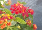 Lantana Dallas Red Lantana camara 'Dallas Red'