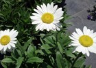 Leucanthemum Becky - Shasta Daisy Leucanthemum x superbum 'Becky'