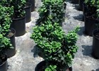 Ligustrum 'Curlyleaf' Ligustrum japonica 'Rotundifolium'