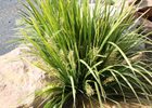 Lomandra Tropic Belle PPAF Lomandra hystrix 'LHCOM' PPAF Tropic Belle