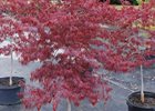 Maple Japanese Crimson Queen Acer palmatum var. dissectum 'Crimsom Queen'