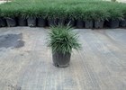 Mondo grass Ophiopogon japonicus