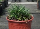 Mondo grass Dwarf Ophiopogon japonicus' Nana'