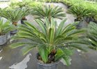 Palm King Sago Cycas revoluta 