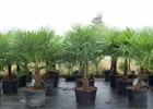 Palm Windmill Trachycarpus fortunei 