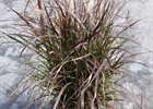 Pennisetum Rubrum - Purple Fountain Grass Pennisetum xadvena 'Rubrum'